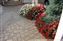 DSC_0041.jpg
